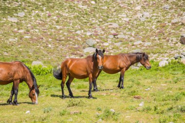 Atlar Portekiz 'in kuzeyindeki dağlarda otluyor.