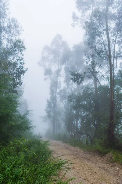 Mlha Lese Portugalském Národním Parku Geres Portugalsko — Stock fotografie