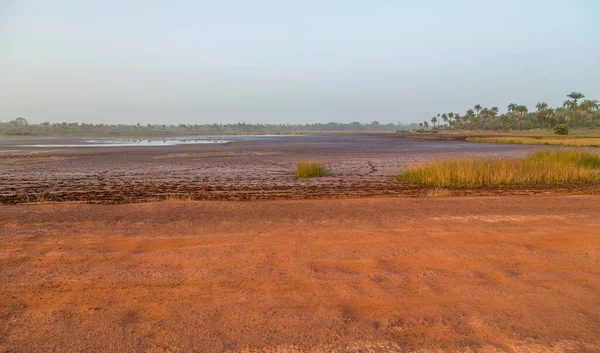 Pola Ryżowe Poza Bissau Lecie Gwinea Bissau — Zdjęcie stockowe