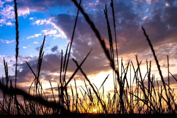 Grass Wild Meadow Sunset Time — Stock Photo, Image