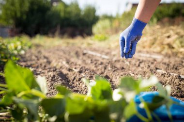 Bahçeye damlatan sulama sistemi olan bir tohum ekiyorum. Bahçedeki yeşil gübreyi kullanarak.
