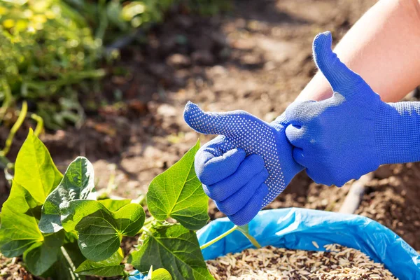 Handen Laten Zien Als Handschoen Een Kleine Tuin Met Zaden — Stockfoto