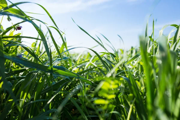 Weelderig Groen Gras Een Weide Met Dauw Heldere Blauwe Lucht — Stockfoto