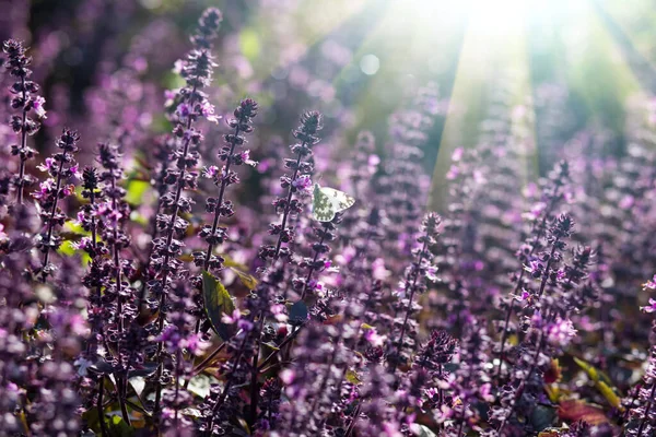 Butterfly Blooming Lavender Close Big Field Sun Shine Background — Stock Photo, Image