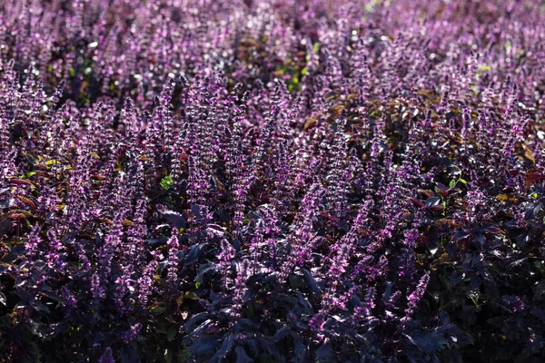 Field of flowering purple basil at summer sunny day.