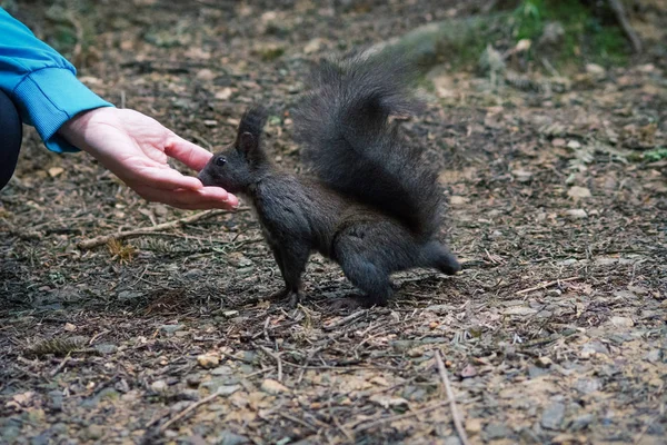 Hungry Black Squirrel Takes Nut His Hand — Stock Photo, Image