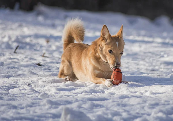 Czerwony Pies Spaceruje Zimą Ulicy Śniegu — Zdjęcie stockowe