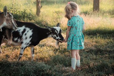 Küçük kız ev yapımı keçi ekmeğini besler.
