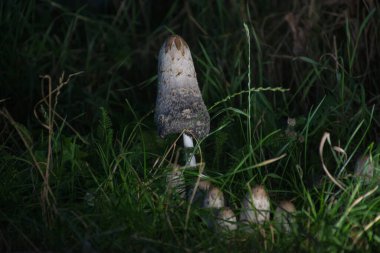 Gece ormanda makro mürekkep mantarı.