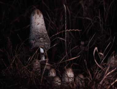 Gece ormanda makro mürekkep mantarı.