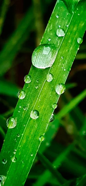 Macro Green Grass Dew — Stock Photo, Image