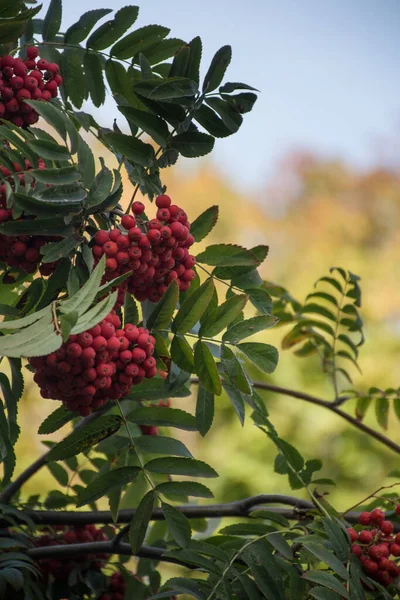 Пучок Рованских Ягод Дереве Осенний Фон — стоковое фото