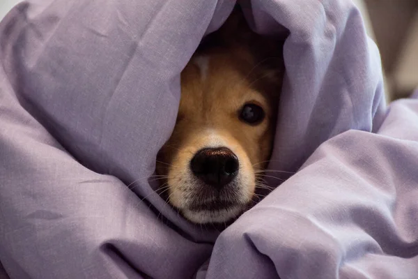 red dog nose peeking out from under the blanket