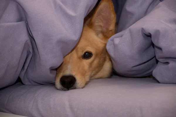 red dog nose peeking out from under the blanket