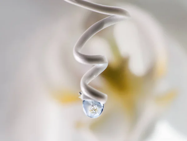 Macro Reflection Orchid Flower Drop Water — Stock Photo, Image