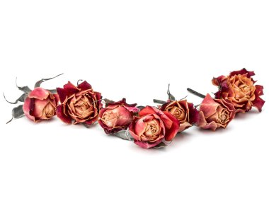 kurutulmuş gül çiçek baş beyaz arka plan kesme izole 