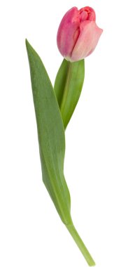 Beyaz arka plan üzerinde izole bir Pembe Lale çiçek