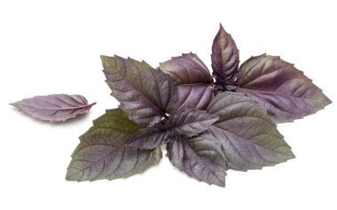 Stüdyo çekim taze kırmızı fesleğen bitki yaprakları üzerinde izole kapatmak 