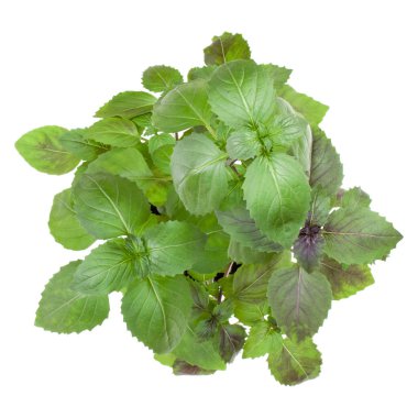 Taze tatlı Korsika basil otlar buketi beyaz backg izole