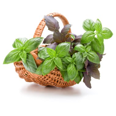 Fesleğen bitki yaprakları grup üzerinde beyaz izole hasır sepet içinde