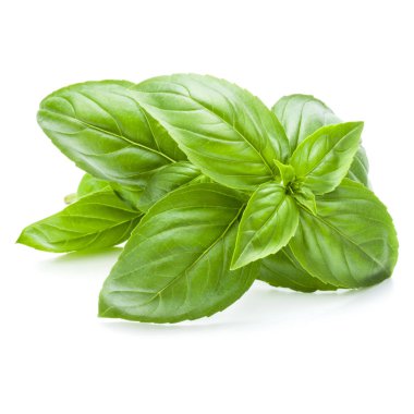 Beyaz arka plan c izole taze tatlı Cenevizli fesleğen yaprakları