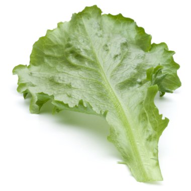 Taze yeşil hindiba salatası yaprak izole o stüdyo atış kapatın