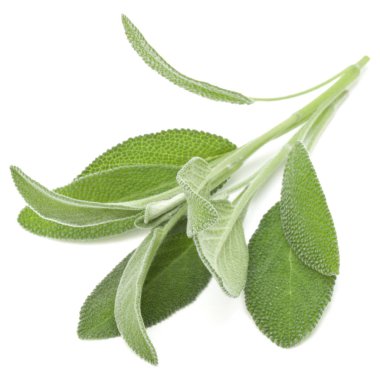 Beyaz arka plan kesme izole buket adaçayı bitki yaprakları. 