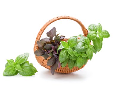 Fesleğen bitki yaprakları grup üzerinde beyaz izole hasır sepet içinde