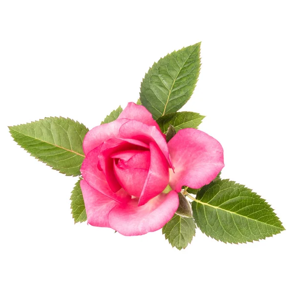 Ένα Ροζ Τριαντάφυλλο Λουλούδι Φύλλα Που Απομονώνονται Λευκό Φόντο Cutout — Φωτογραφία Αρχείου