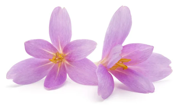 Fleurs Crocus Lilas Isolées Sur Fond Blanc — Photo