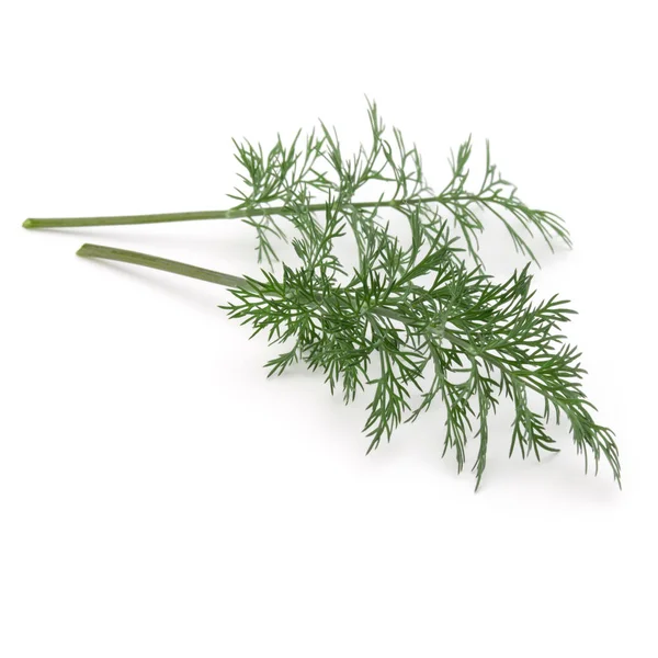 Close up shot of branch of fresh green dill herb leaves isolated — Stock Photo, Image