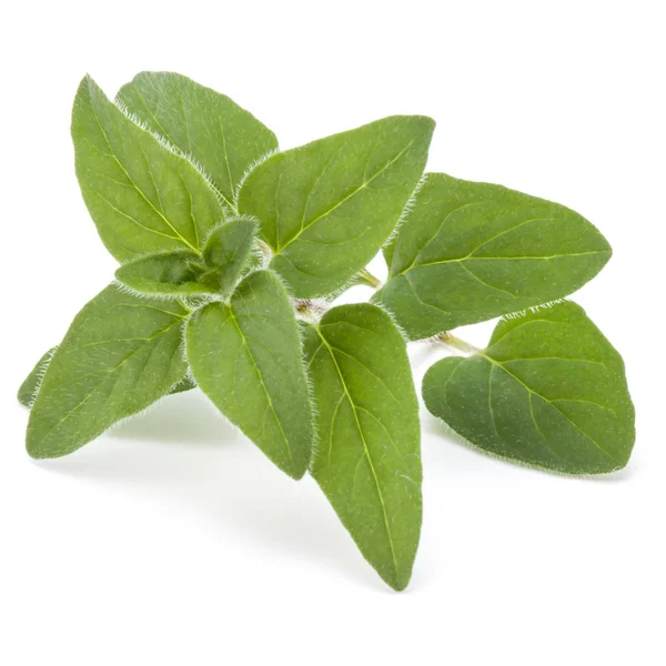 Folhas de orégano ou manjerona isoladas no recorte de fundo branco — Fotografia de Stock