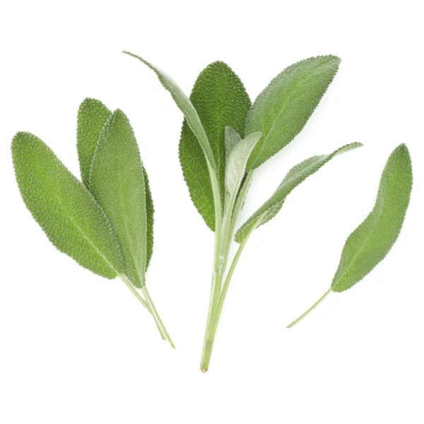 Sage bylinkové listy kytice izolovaných na bílém pozadí výřez. T — Stock fotografie