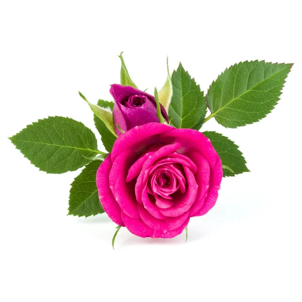 粉红玫瑰花束上白色背景抠出孤立 — 图库照片