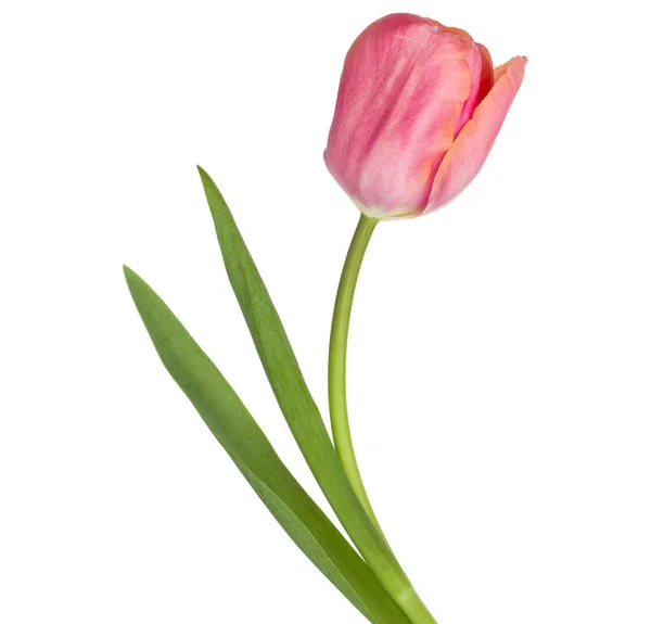 Uma Flor Tulipa Rosa Isolada Fundo Branco — Fotografia de Stock