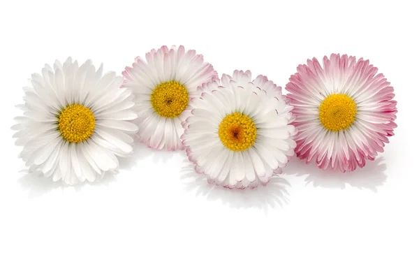 Hermosas Flores Margarita Aisladas Sobre Fondo Blanco Recorte — Foto de Stock