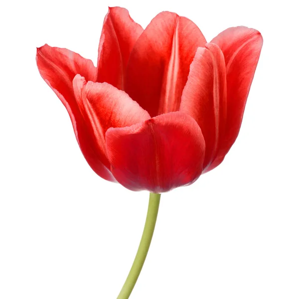 Piros Tulipán Virág Fej Elszigetelt Fehér Háttér — Stock Fotó
