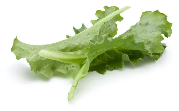 Крупним планом студійний знімок свіжого зеленого кінцевого салату листя ізольовані о — стокове фото