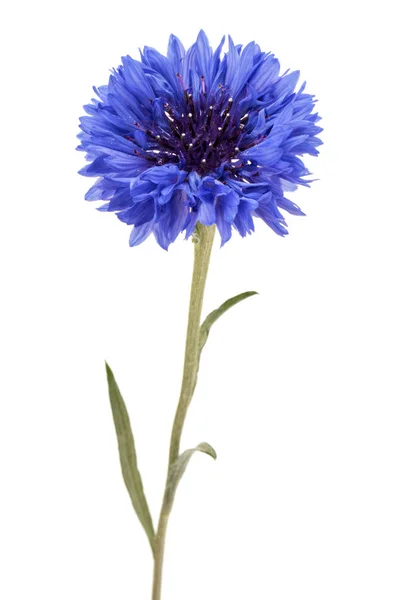 Azul Cornflower Herb Solteiro Botão Flor Cabeça Isolada Fundo Branco — Fotografia de Stock