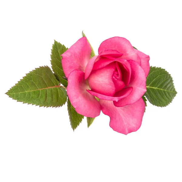 Uma Rosa Rosa Flor Com Folhas Isoladas Recorte Fundo Branco — Fotografia de Stock