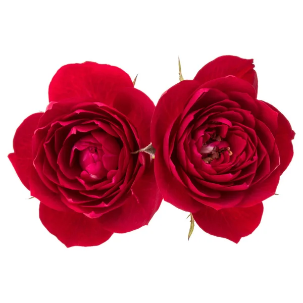 Deux Fleurs Roses Rouges Isolées Sur Fond Blanc Découpées — Photo