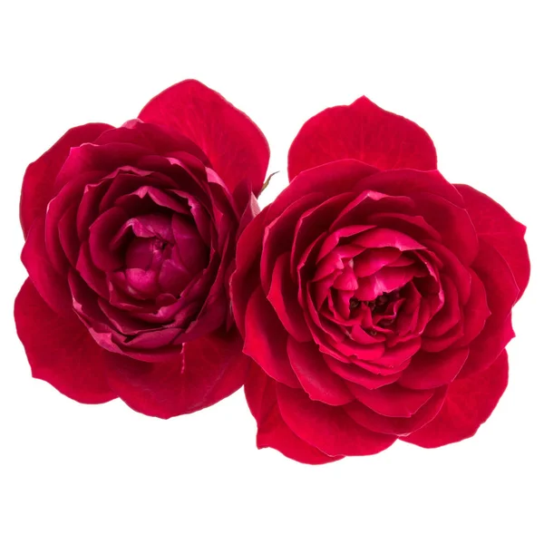 白い背景の切り欠きに分離された赤いバラの花の花束 — ストック写真