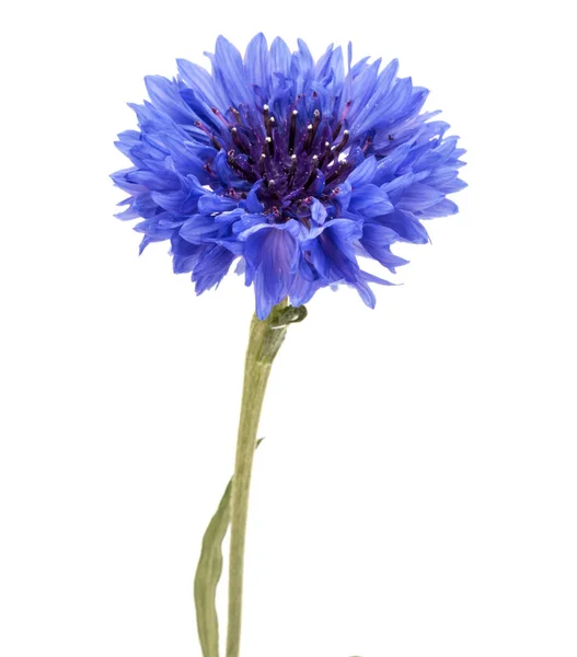 Blue Cornflower Herb Bachelor Button Flower Head Isolated White Background — Stock Photo, Image