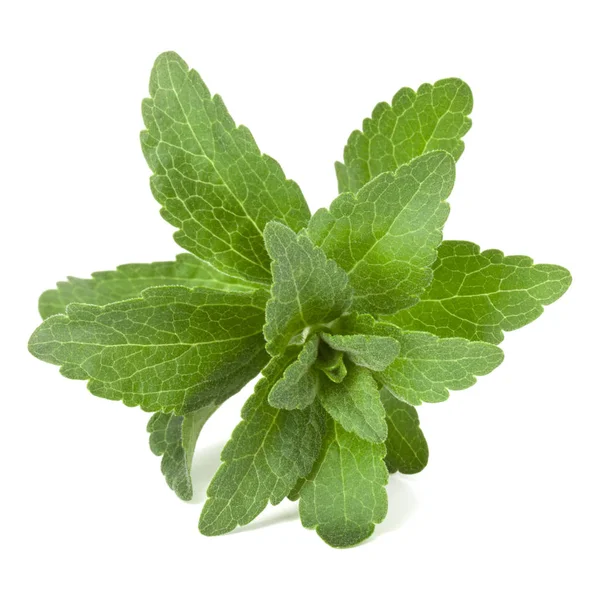 Stevia levelek darab elszigetelt om kivágott fehér háttér. — Stock Fotó