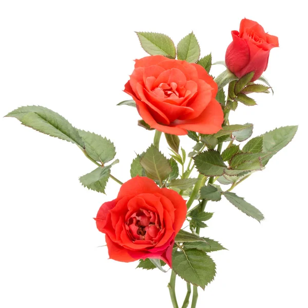 Orange Rose Blumenstrauß Mit Grünen Blättern Isoliert Auf Weißem Hintergrund — Stockfoto