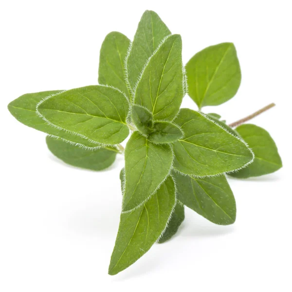 Oregano or marjoram leaves isolated on white background cutout — Stock Photo, Image