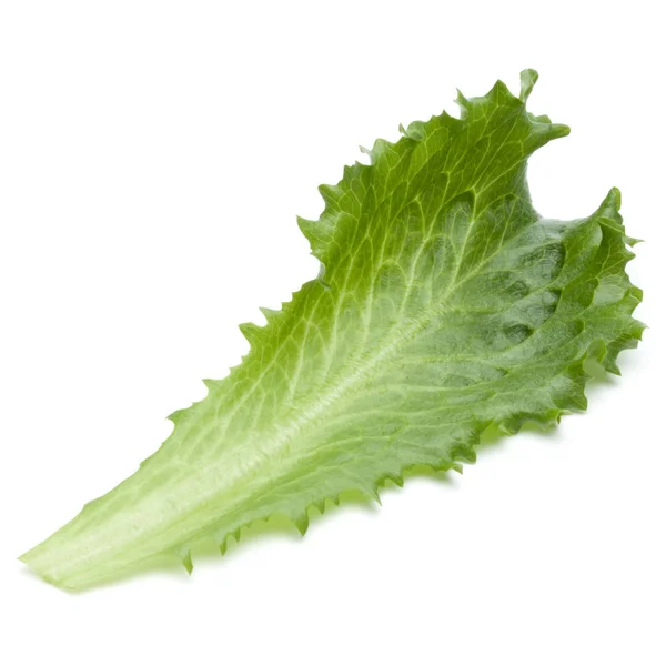 Close up studio shot of fresh green endive salad leaf isolated o — Stock Photo, Image