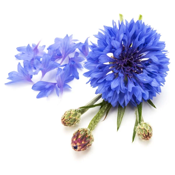 Μπλε Καλαμποκάλευρο Βότανο Πτυχίο Κουμπί Λουλούδι Κεφάλι Απομονώνονται Λευκό Φόντο — Φωτογραφία Αρχείου