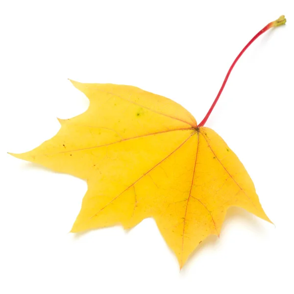 Farbenfrohes Herbst-Ahornblatt isoliert auf weiß — Stockfoto