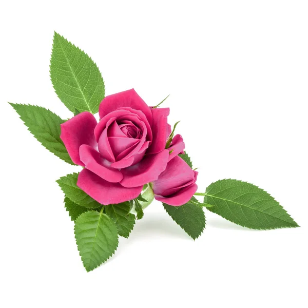 Bukiet Róża Różowy Kwiat Białym Tle Białe Tło Wyłącznik — Zdjęcie stockowe